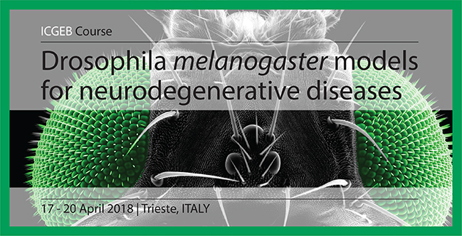 drosophilia